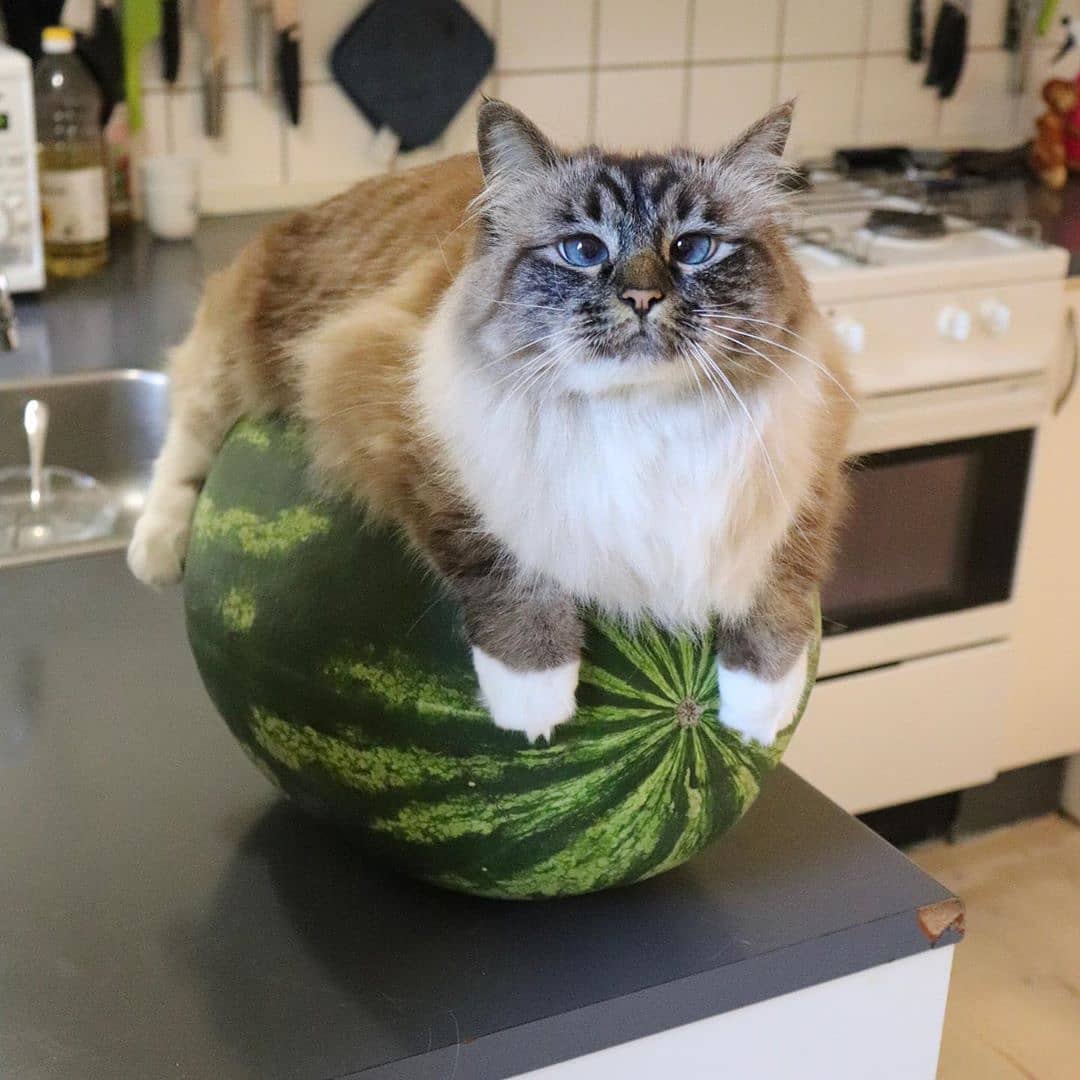 MelonCat (TM)